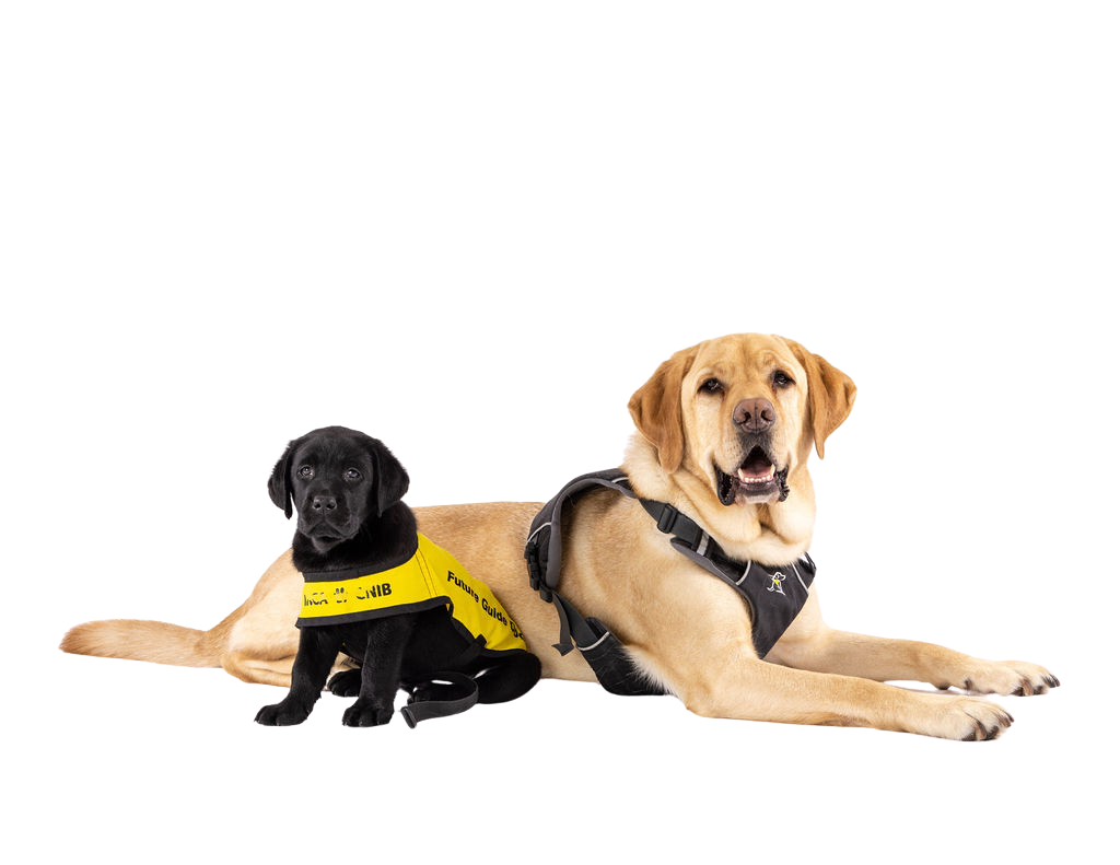 A tiny black puppy and a yellow Guide Dog in harness sit side-by-side on the ground.